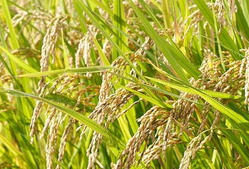Database of Intearcting Proteins in Oryza Sativa